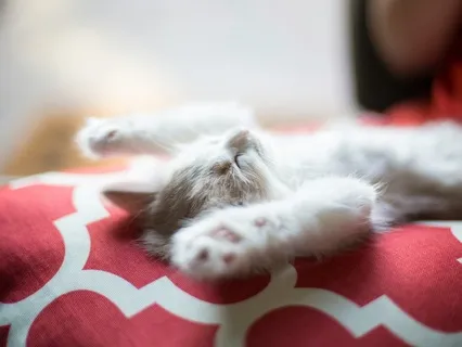 Inquisitive Kitten Relaxation Sleep Meditation Piano 432 Hz