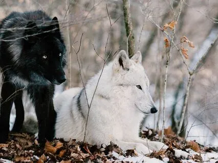 Inside Of Me Live Two Wolves (Reflection On Pain And Relief)