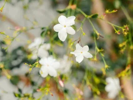 Insight Is To Be Realised From Within