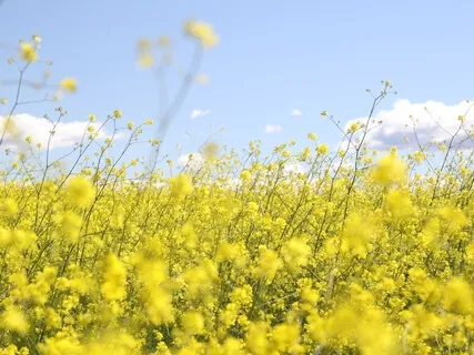 Insight | Happiness Versus Peace