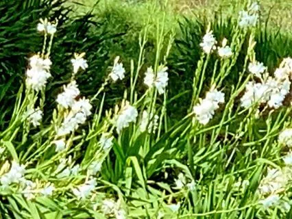 Insight The Aramaic Version Of The Lord Prayer