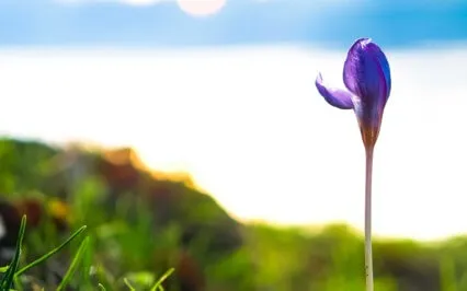 Insight Timer Live: Breathwork For Revitalization