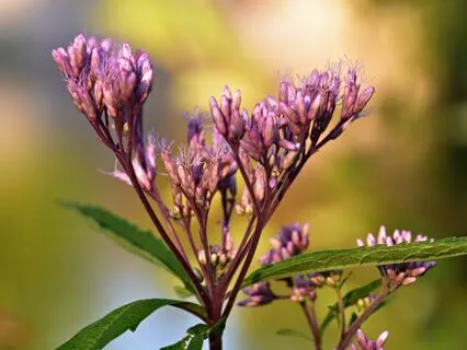 Insight Timer Live Channeled Message – September 19, 2024