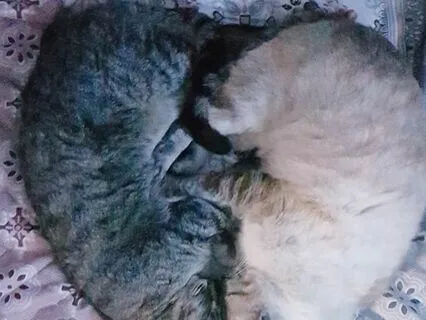 Insomnia Relapse And Self Compassion