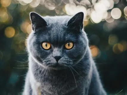 Insomnia Relief: Cozy Cat Purring