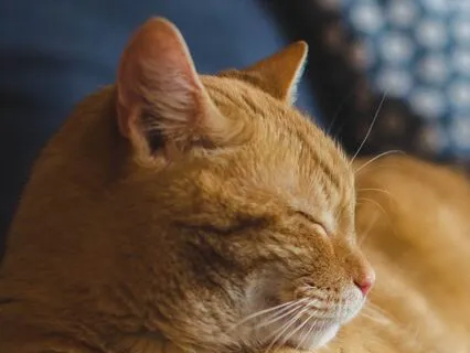 Insomnia Relief: Cat Purring With Fireplace Sounds