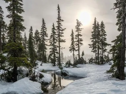 Soothing Music for Insomnia Relief