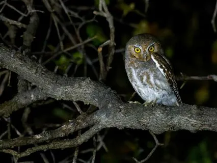 Insomnia Support With Nature And Vocal Play