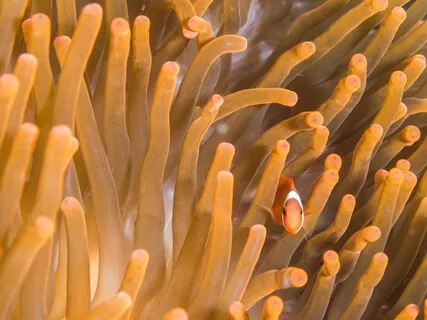 Inspiration: Find The Source Within