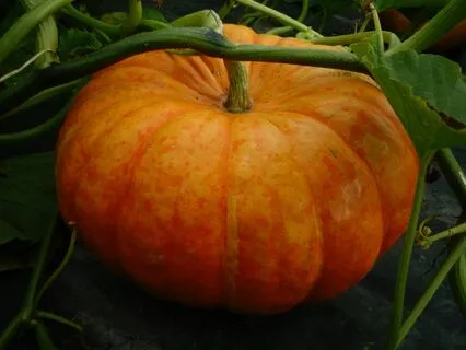Inspirational Autumnal Infusion: A Pumpkin Patch Journey
