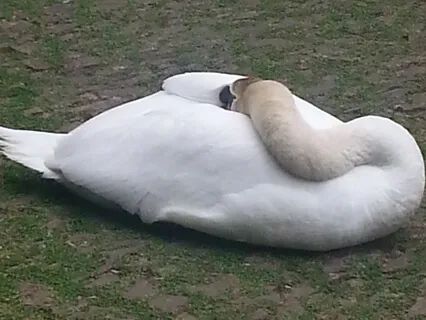 Inspired By Scaravelli Track 15