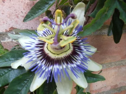 Inspired By Scaravelli Track 16