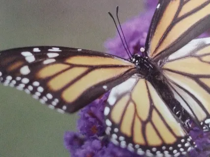 Inspired By Scaravelli Track 19