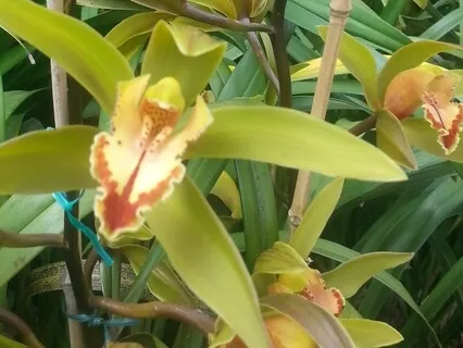 Inspired By Scaravelli: Track 4