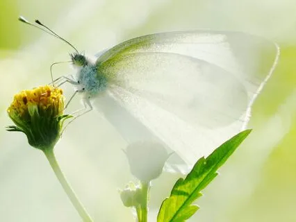 Inspired By The Grace Of A Butterfly