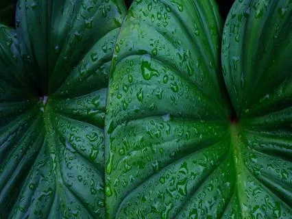 Instant Calm – Anxiety And Stress Relief Ambient Music