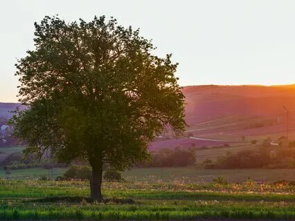 Instant Calm: Breathe Your Stress Away