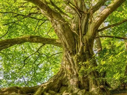 Instant Calm: Feel Rooted In Change