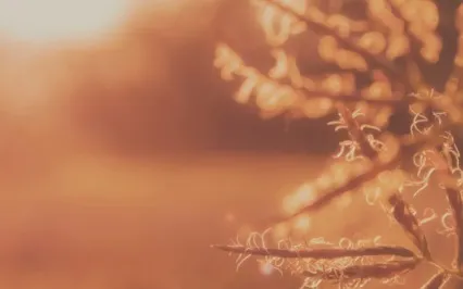 Instant Calm Meditation