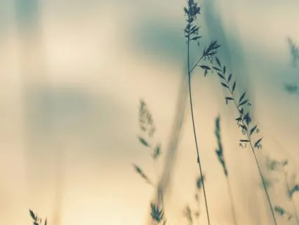 Instant Calm Nervous System Relief