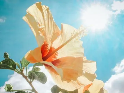 Instant Energy Upgrade