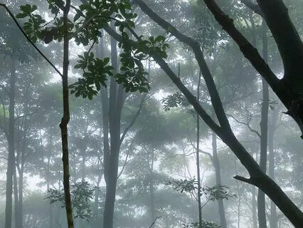 Instrumental Music For Prayer & Stillness : II