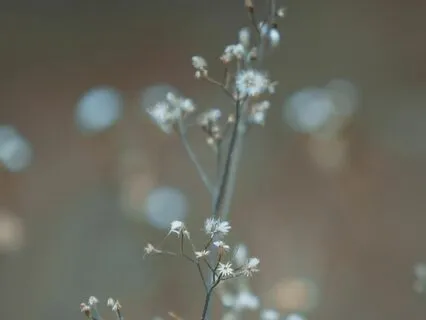 Instrumental Soothing Breathing Sound