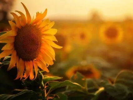 Integral Awareness - From Mindfulness To Heartfulness (Live)