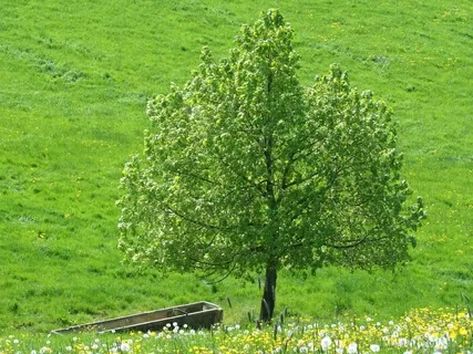 Integrating Emotions For Peace & Creative Release