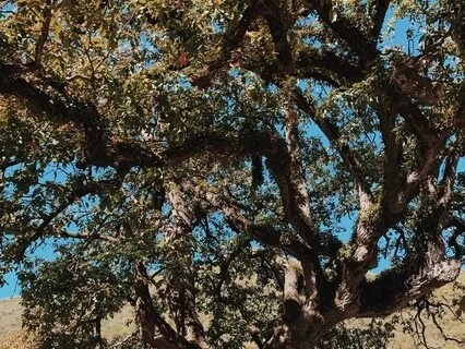 Affirmations: Integrating Twin Flame