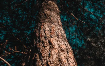 Integrity - Uniting With Your True Self 