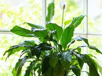 Intensity Of Purpose