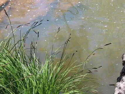 Intention Meditation: Slow Down