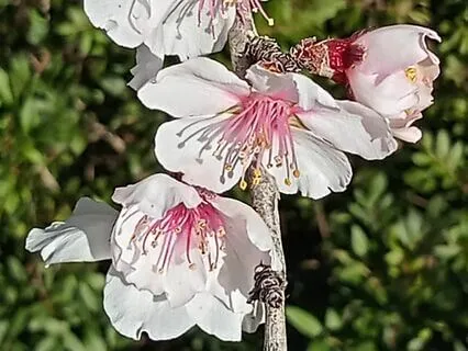 Intention Setting Double Induction: Habit & Behaviour Change