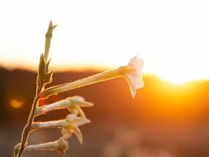 Intention-Setting Meditation