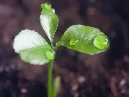 Intention Setting Meditation