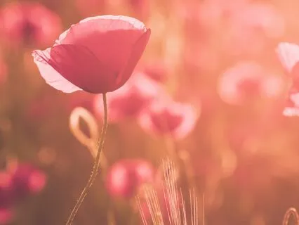 Intention Setting With Angelic Healing