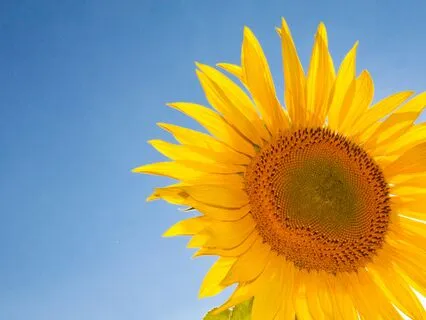 Intention To Be Happy