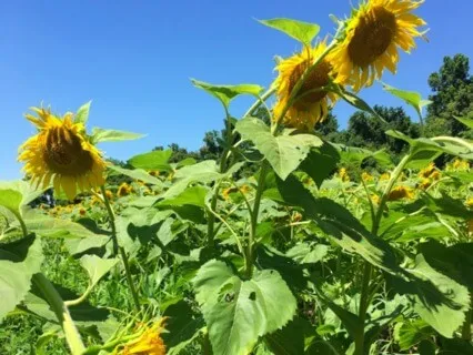 Intentional Breathing For Relaxation