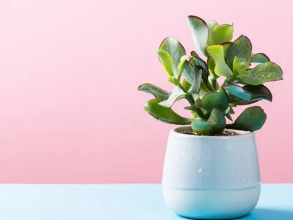 Intentional Breathing Practice For Acceptance