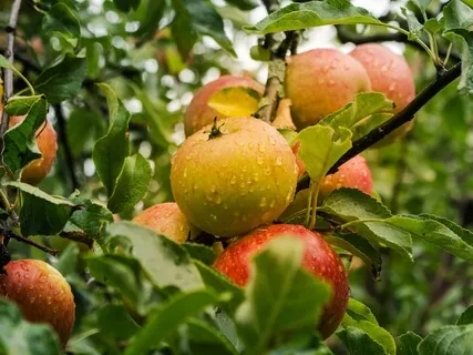 Interconnectedness Meditation