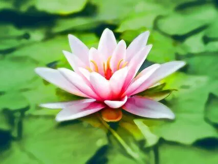 Interdependence And Anatta