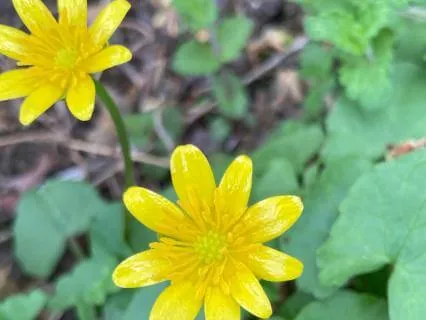 Interdependence Interbeing Interconnectedness Reliance