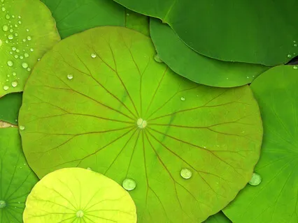 Intermediate Vipassana