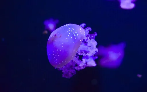 Intermediate Yoga Nidra - Floating Body | No Music