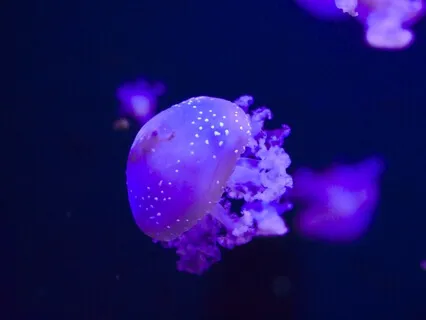 Intermediate Yoga Nidra - Floating Body