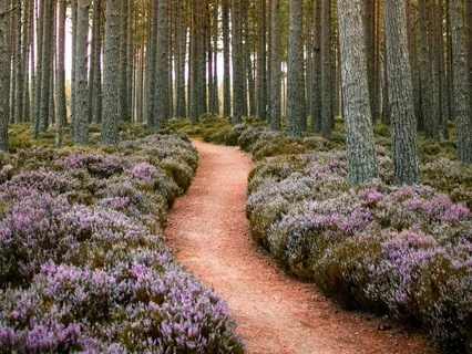 Intermediate Yoga Nidra - Meeting Your Inner Sage