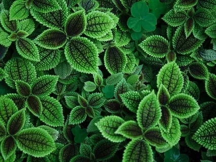 Intermediate Yoga Nidra With Gentle Music