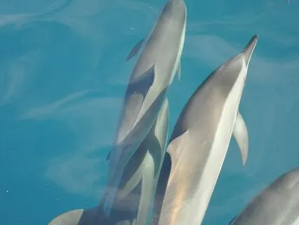 Internal Family Systems For Clarity + Releasing Protections