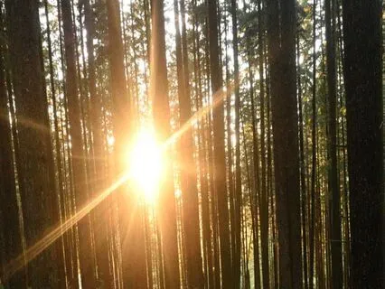 Internal Family Systems (IFS) Body Scan Meditation